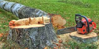 Best Tree Maintenance Programs  in Lake City, MN