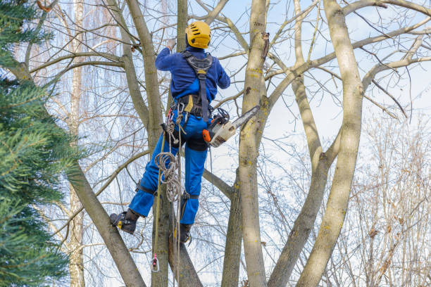 Best Leaf Removal  in Lake City, MN
