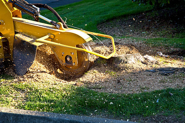 Best Stump Grinding and Removal  in Lake City, MN