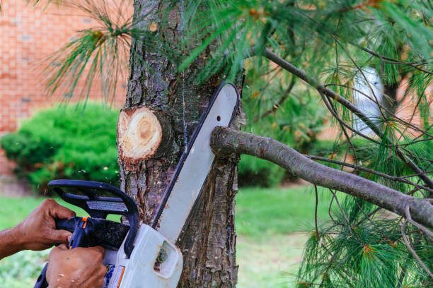 Best Lawn Pest Prevention  in Lake City, MN